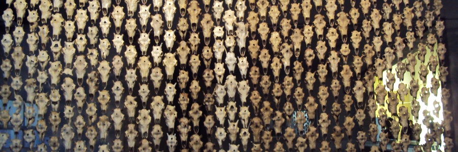 Máret Ánne Sara, Pile o’ Sápmi (2017) Curtain made from reindeer skulls and metal wire